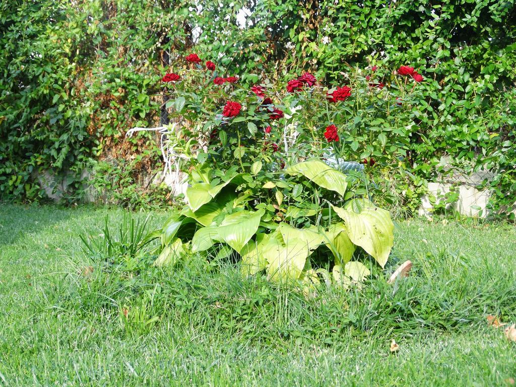 Guest House Ivel Sapareva Banya ภายนอก รูปภาพ