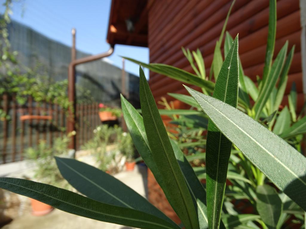 Guest House Ivel Sapareva Banya ภายนอก รูปภาพ